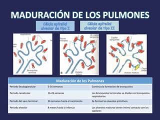 MADURACIÓN DE LOS PULMONES




                                   Maduración de los Pulmones
Periodo Seudoglandular      5-16 semanas                     Continúa la formación de bronquiolos

Periodo canalicular         16-26 semanas                    Los bronquiolos terminales se dividen en bronquiolos
                                                             respiratorios
Periodo del saco terminal   26 semanas hasta el nacimiento   Se forman los alveolos primitivos

Periodo alveolar            8 meses hasta la infancia        Los alveolos maduros tienen intimo contacto con los
                                                             capilares
 