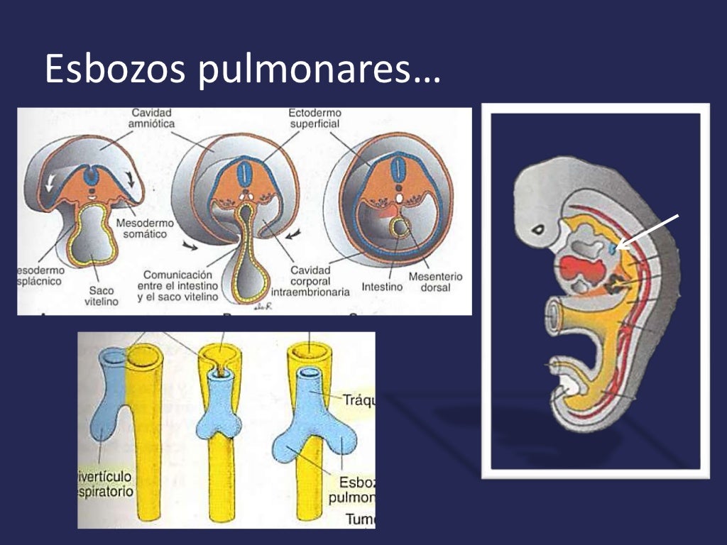 Embriología de aparato respiratorio