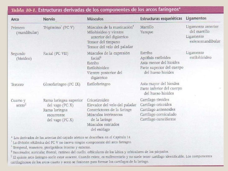 Arcos faríngeos/Embriología de cabeza cara y cuello