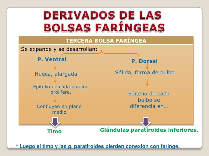 Arcos faríngeos/Embriología de cabeza cara y cuello