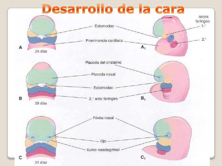 Arcos faríngeos/Embriología de cabeza cara y cuello