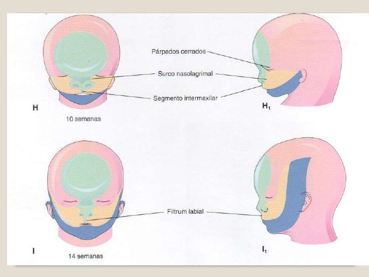 43+ Cabeza Y Cuello Embriologia Tips Mercio Mapa