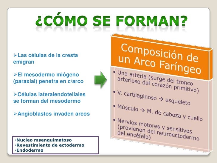 Arcos faríngeos/Embriología de cabeza cara y cuello