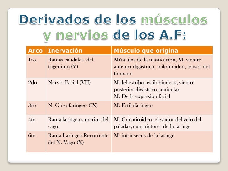Arcos faríngeos/Embriología de cabeza cara y cuello