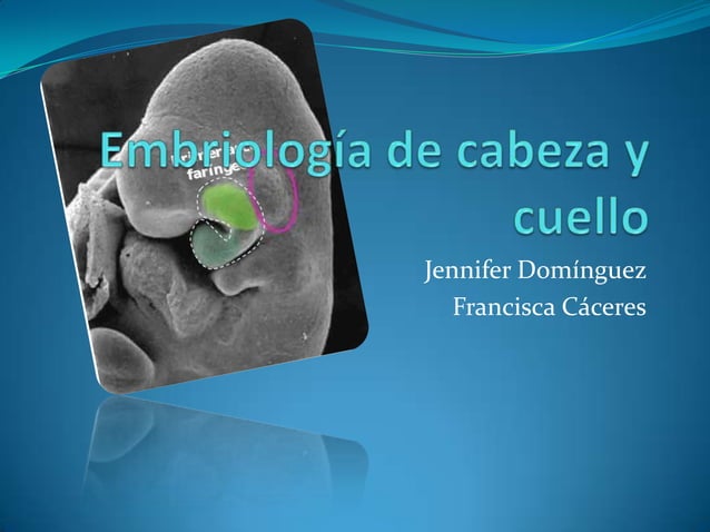 Embriología de cabeza y cuello