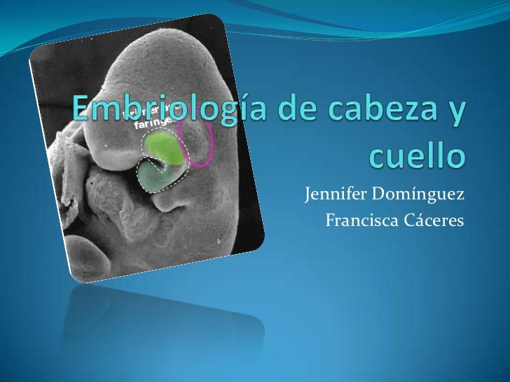 Embriología de cabeza y cuello