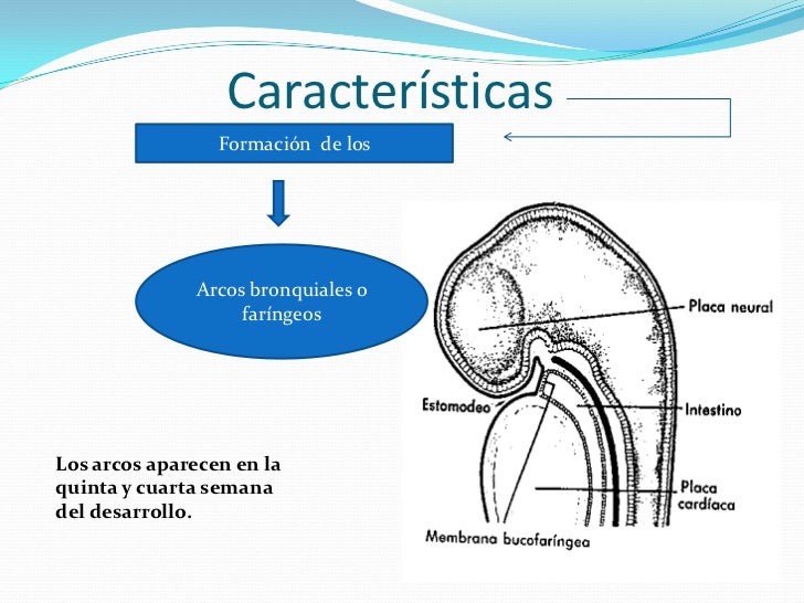 Embriología de cabeza y cuello