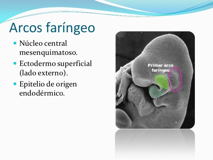 Embriología de cabeza y cuello