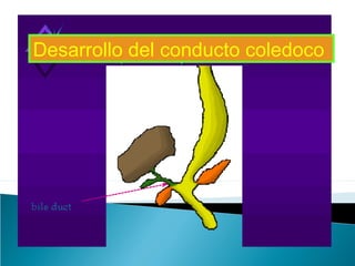 Embriología del Aparato Digestivo | PPT