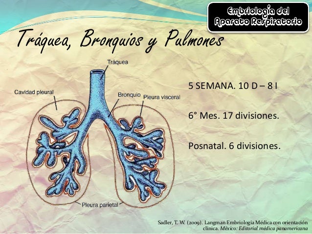 Embriología del aparato respiratorio