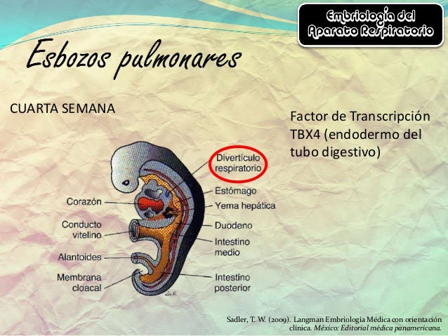 Embriología del aparato respiratorio