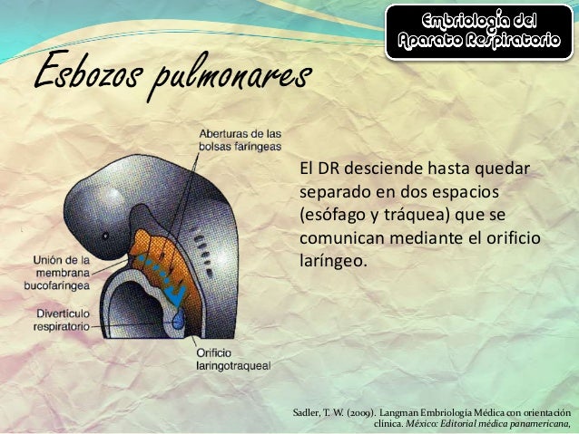 Embriología del aparato respiratorio