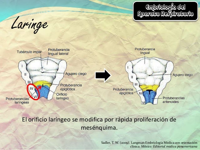 Embriología del aparato respiratorio