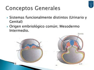 Conceptos GeneralesSistemas funcionalmente distintos (Urinario y Genital)Origen embriológico común; Mesodermo Intermedio.
