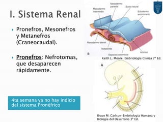 I. Sistema Renal4ta semana ya no hay indicio del sistema PronéfricoPronefros, Mesonefros y Metanefros (Craneocaudal).Pronefros: Nefrotomas, que desaparecen rápidamente.Keith L. Moore. Embriología Clínica 7ª Ed.Bruce M. Carlson-Embriología Humana y Biología del Desarrollo 3ª Ed.