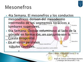 MesonefrosKeith L. Moore. Embriología Clínica 7ª Ed.Bruce M. Carlson-Embriología Humana y Biología del Desarrollo 3ª Ed.4ta Semana. El mesonefros y los conductos mesonéfricos derivan del mesodermo intermedio de los segmentos torácicos a lumbares superiores.6ta Semana: Ovoide voluminoso al lado de la gónada en formación; en conjunto son la Cresta Urogenital.En el varón persisten   túbulos caudales.