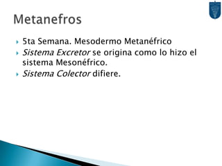 5ta Semana. Mesodermo MetanéfricoSistema Excretor se origina como lo hizo el sistema Mesonéfrico.Sistema Colector difiere.Metanefros