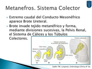 Extremo caudal del Conducto Mesonéfrico aparece Brote Ureteral.Brote invade tejido metanéfrico y forma, mediante divisiones sucesivas, la Pelvis Renal, el Sistema de Cálices y los Túbulos Colectores.Metanefros. Sistema ColectorSadler TW. Langman, Embriología Clínica 8ª Ed.