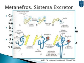 Cada Túbulo Colector induce Caperuzas de tejido Metanéfrico a formar Vesículas Renales.Éstas originan túbulos que se elongan. Éstos más los ovillos capilares (Glomérulos) forman las Nefronas.El riñón definitivo comienza a funcionar a partir de la semana 12, emitiendo orina al LA y recicando aquel deglutido por el feto.Metanefros. Sistema ExcretorSadler TW. Langman, Embriología Clínica 8ª Ed.