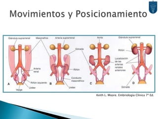 Movimientos y PosicionamientoKeith L. Moore. Embriología Clínica 7ª Ed.