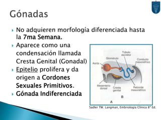 No adquieren morfología diferenciada hasta la 7ma Semana.Aparece como una	condensación llamada	Cresta Genital (Gonadal)Epitelio prolifera y da	origen a Cordones	Sexuales Primitivos.Gónada IndiferenciadaGónadasSadler TW. Langman, Embriología Clínica 8ª Ed.