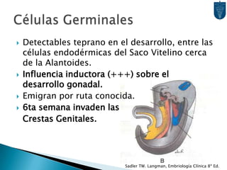 Células GerminalesSadler TW. Langman, Embriología Clínica 8ª Ed.Detectables teprano en el desarrollo, entre las células endodérmicas del Saco Vitelino cerca de la Alantoides. Influencia inductora (+++) sobre el desarrollo gonadal.Emigran por ruta conocida.6ta semana invaden las	Crestas Genitales.