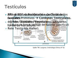 TestículosSRY  TDF  Proliferación de Cordones Sexuales Primitivos  Cordones Testiculares.Células Germinales PrimordialesCélulas de Sertoli (derivan del Epitelio superficial)Rete Testis (de Haller).Albugínea separa epitelio superficial de los cordones.