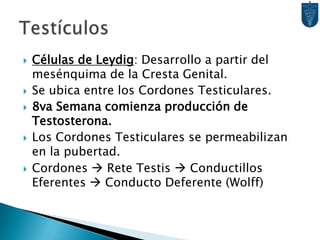 4to Mes: Cordones Testiculares adquieren forma de herradura.Sadler TW. Langman, Embriología Clínica 8ª Ed.