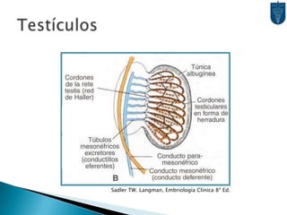 Células de Leydig: Desarrollo a partir del mesénquima de la Cresta Genital.Se ubica entre los Cordones Testiculares.8va Semana comienza producción de Testosterona.Los Cordones Testiculares se permeabilizan en la pubertad.Cordones  Rete Testis  Conductillos Eferentes  Conducto Deferente (Wolff)Testículos