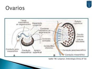El Genotipo XX y la ausencia de Y causan que los Cordones Sexuales Primitivos desaparezcan y sean sustituídos por un estroma vascularizado  Médula Ovárica.El epitelio superficial continúa proliferando y da origen a Cordones Corticales, que también se disgregan en cúmulos celulares aislados, rodeando Células Germinales Primordiales.Así, la Célula Primordial se transforma en Ovogonio y lo rodean las células Foliculares.Ovarios