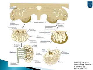 OvariosSadler TW. Langman, Embriología Clínica 8ª Ed.