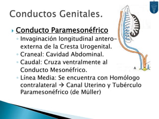 Inicialmente, los embriones tanto masculinos como femeninos tienen dos pares de conductos genitales:C. Mesonéfricos (Wolff)C. Paramesonéfrico (Müller)Período Indiferenciado.Conducto mesonéfrico ya fue revisado a propósito del desarrollo del sistema Renal.Conductos Genitales