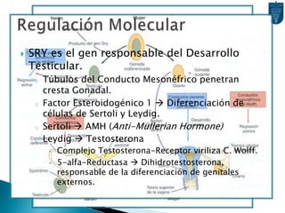 Conductos Genitales. Conducto ParamesonéfricoInvaginación longitudinal antero-	externa de la Cresta Urogenital.Craneal: Cavidad Abdominal.Caudal: Cruza ventralmente al	Conducto Mesonéfrico.Línea Media: Se encuentra con Homólogo contralateral  Canal Uterino y Tubérculo Paramesonéfrico (de Müller)