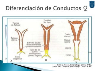 Factor Esteroidogénico 1  Diferenciación de células de Sertoli y Leydig.