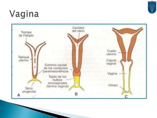 Leydig  Testosterona
