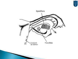 Complejo Testosterona-Receptor viriliza C. Wolff.