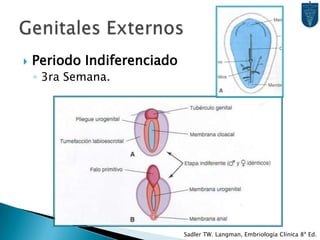 5-alfa-Reductasa  Dihidrotestosterona, responsable de la diferenciación de genitales externos.Cuando el Mesonefros regresa, los túbulos más distales y el Conducto permanecen.Túbulos Epigenitales  Conductillos EferentesTúbulos Paragenitales  ParadídimoMesonéfrico Caudal  Apéndice del EpidídimoFormación de los sistemas principalesEpidídimoDeferenteEyaculadorDiferenciación de Conductos ♂Sadler TW. Langman, Embriología Clínica 8ª Ed.