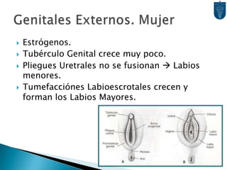 Diferenciación de Conductos ♀Keith L. Moore. Embriología Clínica 7ª Ed.Sadler TW. Langman, Embriología Clínica 8ª Ed.