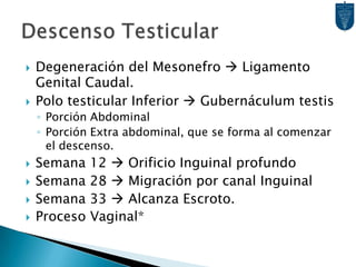 Ligamento AnchoEn su cruce, los Conductos Paramesonéfricos arrastran tejido conjuntivo.