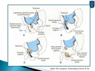 Al fusionarse en la línea media, se crea un repliegue te este tejido que va desde las paredes pelvianas hasta las partes externas de los Conductos Paramesonéfricos fusionados.