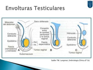 Se forma así el Ligamento Ancho.VaginaEn la inserción en el Seno Urogenital de los C. Paramesonéfricos fusionados  Bulbos Sinovaginales, dan lugar a la Lámina Vaginal.Por proliferación, aumenta la distancia entre en Seno Urogenital y el Paramesonéfrico.5to Mes  Canalización Completa.Vagina tiene doble Origen:Superior  C. Paramesonéfrico (M. Intermedio)Inferior  Seno Urogenital (Endodermo)