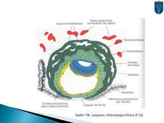 Sadler TW. Langman, Embriología Clínica 8ª Ed.