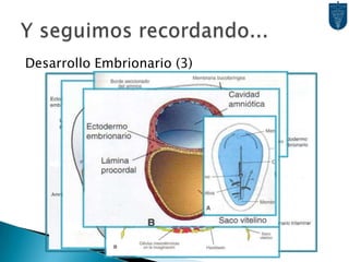 Desarrollo Embrionario (3)Y seguimos recordando...
