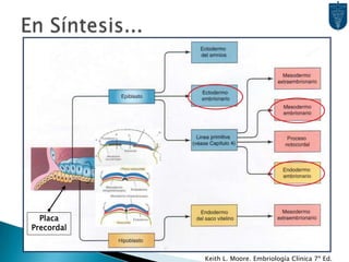 En Síntesis...PlacaPrecordalKeith L. Moore. Embriología Clínica 7ª Ed.
