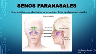 SENOS PARANASALES
Katherine Burgos Pon
G #3 “B”
 Se desarrollan como divertículos o evaginaciones de las paredes nasales laterales.
 