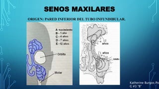 SENOS MAXILARES
Katherine Burgos Pon
G #3 “B”
ORIGEN: PARED INFERIOR DEL TUBO INFUNDIBULAR.
 