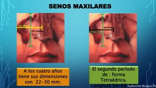 SENOS MAXILARES
A los cuatro años
tiene sus dimensiones
son 22-30 mm.
El segundo período
de : forma
Tetraédrica.
Longitud 34-38 mmKatherine Burgos Po
 