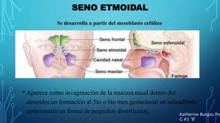 SENO ETMOIDAL
• Aparece como invaginación de la mucosa nasal dentro del
etmoides en formación al 5to o 6to mes gestacional en infundíbulo
embrionario en forma de pequeños divertículos. Katherine Burgos Pon
G #3 “B”
Se desarrolla a partir del mesoblasto cefálico
 