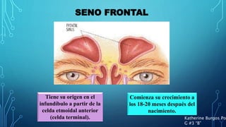 SENO FRONTAL
Comienza su crecimiento a
los 18-20 meses después del
nacimiento.
Tiene su origen en el
infundíbulo a partir de la
celda etmoidal anterior
(celda terminal). Katherine Burgos Pon
G #3 “B”
 