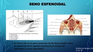 SENO ESFENOIDAL
 Se desarrolla en la parte posterior de las fosas nasales como
invaginación de la capsula nasal hacia el cuerpo del
esfenoides ( receso esfenoidal). Katherine Burgos Pon
G #3 “B”
 